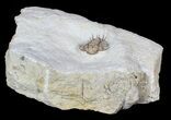 Bug X Acanthopyge Trilobite - Black Cat Mountain, Oklahoma #62929-1